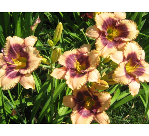 Лілейник, гемерокаліс  Бодер мюзік (HEMEROCALLIS BORDER MUSIC)
